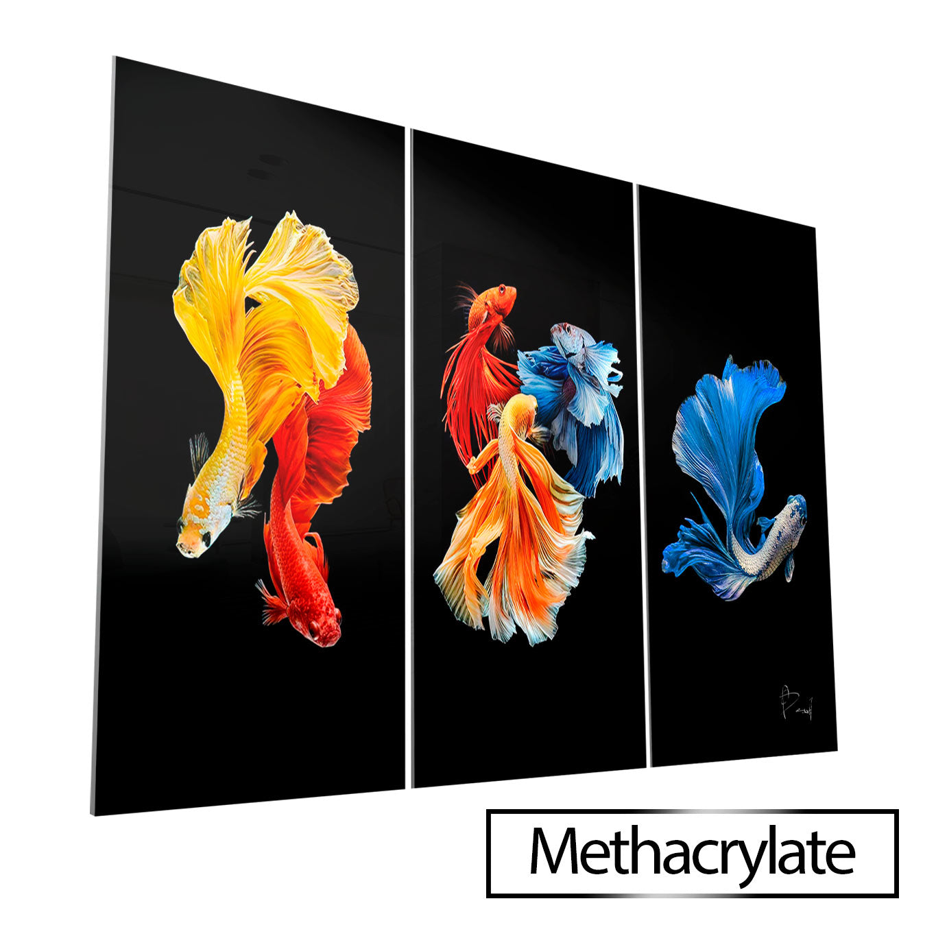 बेट्टा मछली - 3 भाग