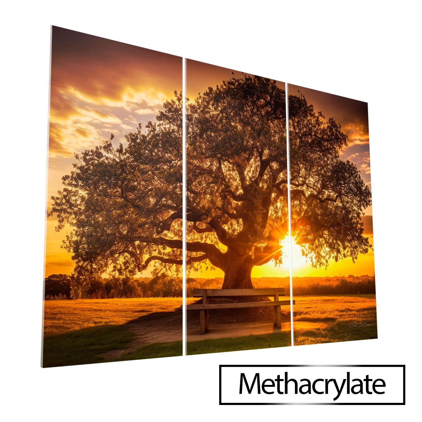 सूर्यास्त के समय पेड़ - 3 भाग