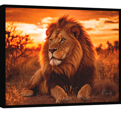 Lion at Sunset