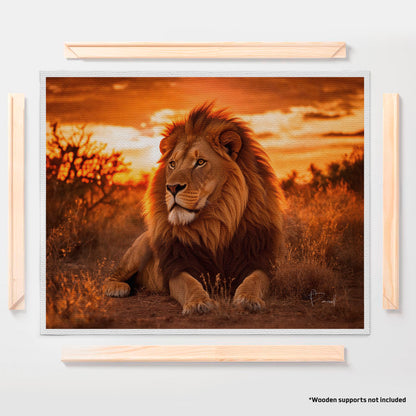 Lion at Sunset