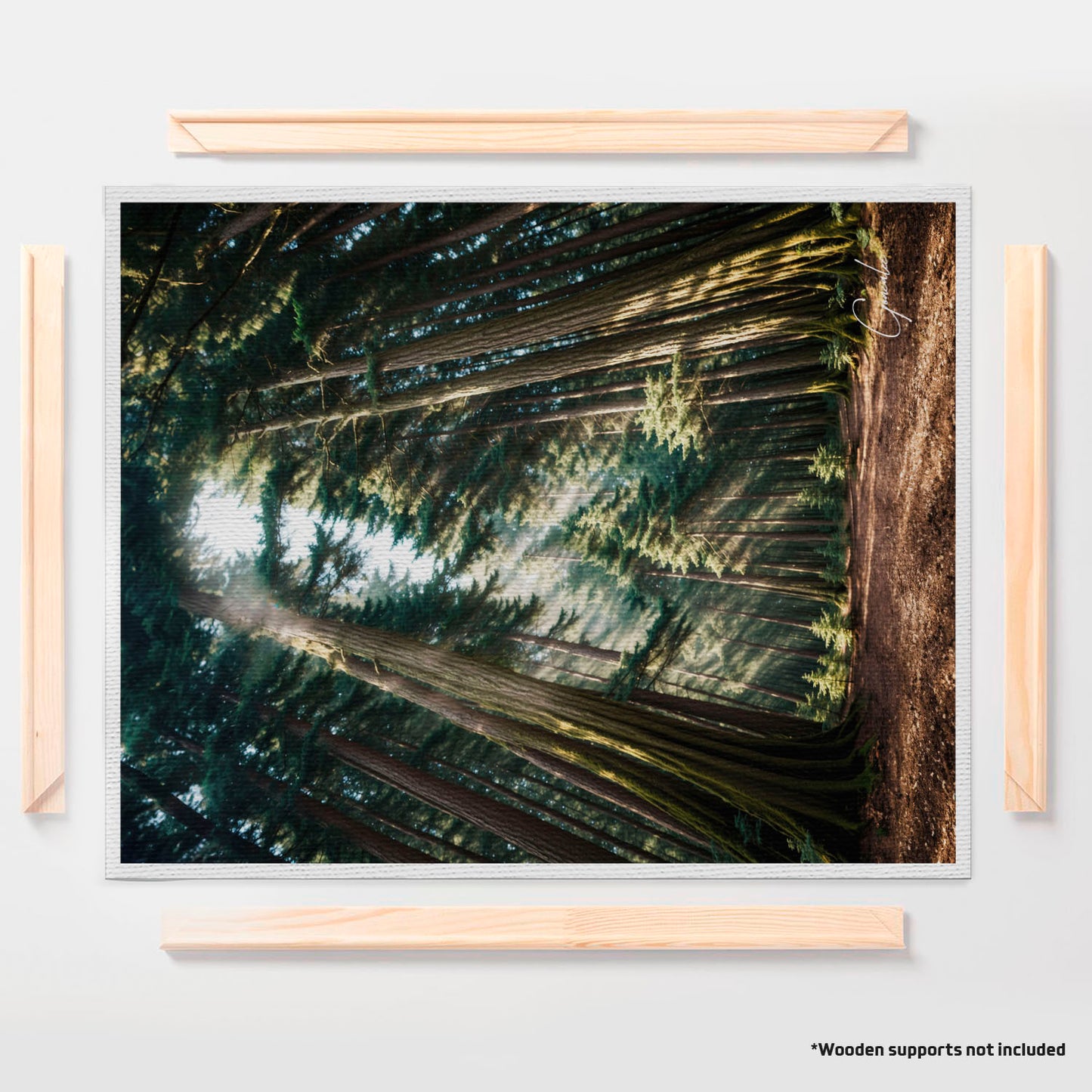 Mary Among the Trees